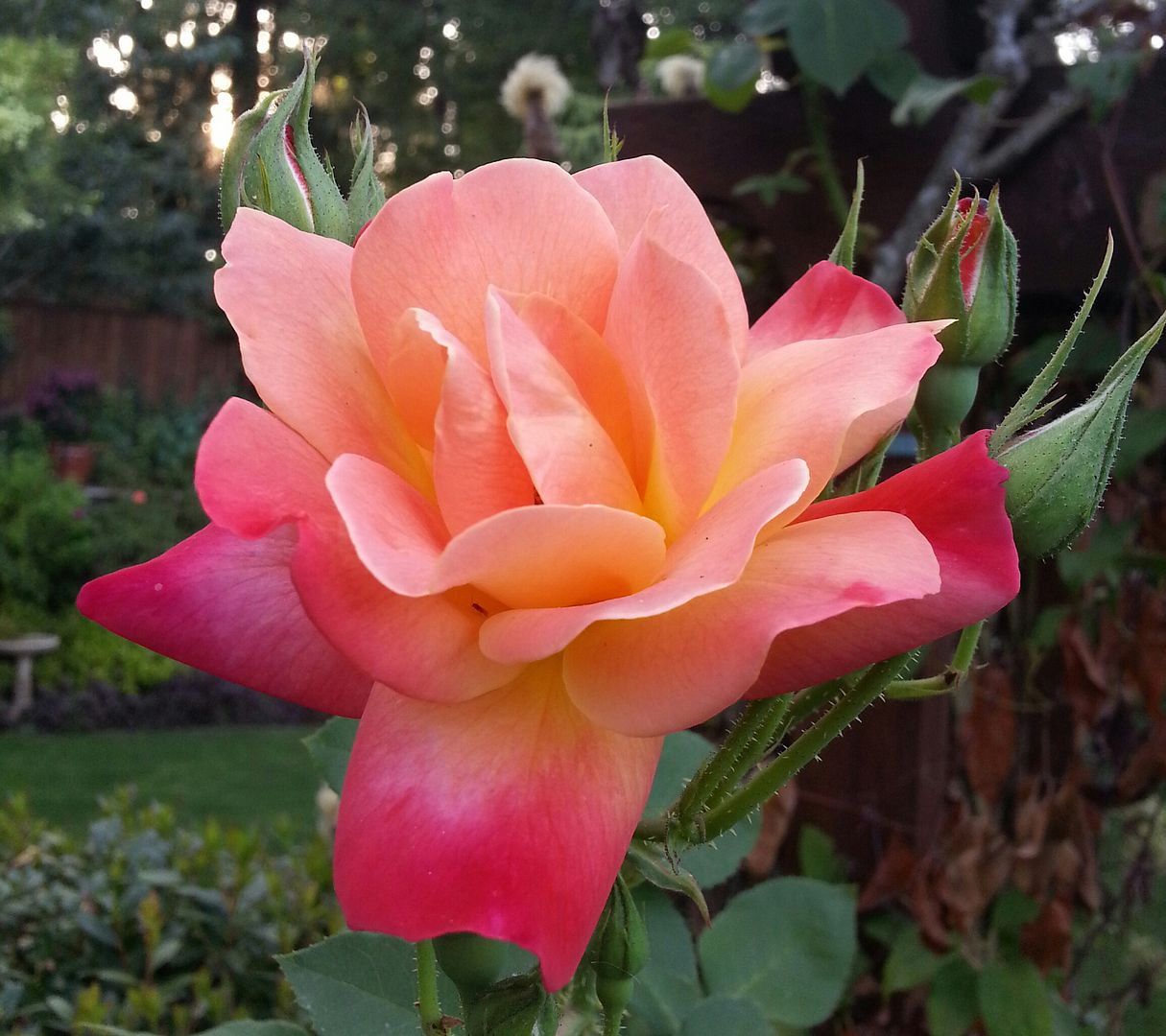  photo 20140808_191106-1_zpsa0iogbb0.jpg